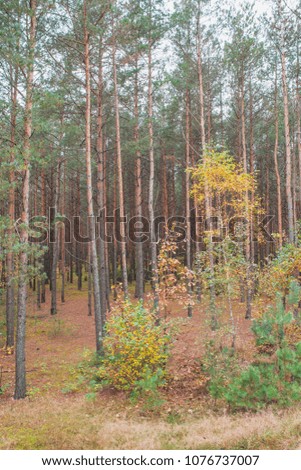Autumn in the pine forest. Nature in the vicinity of Pruzhany, Brest region,Belarus.