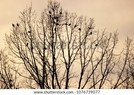 Beautiful evening landscape with cloudy sky and silhuettes of many birds sitting in crone of a bare spring tree. Concept for abstract background or pictures for decoration of modern interiors