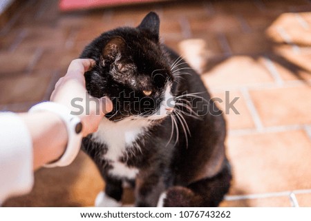 Photograph of a black domestic cat with white spots and huge honey eyes and a hand of a girl petting him caressing.