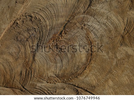 Stump in the forest from the felled oak