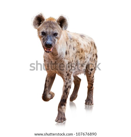 Portrait Of A Hyena On White Background
