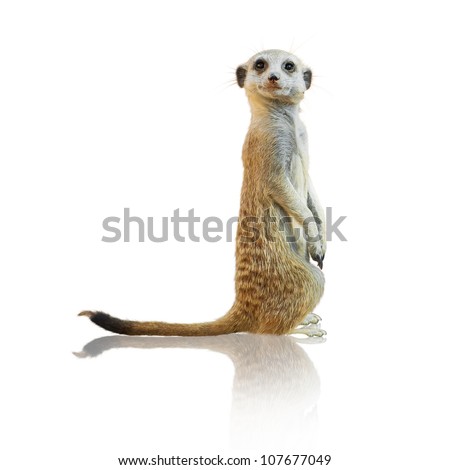 Portrait Of A Meerkat On White Background