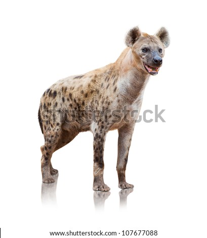 Portrait Of A Hyena On White Background Royalty-Free Stock Photo #107677088