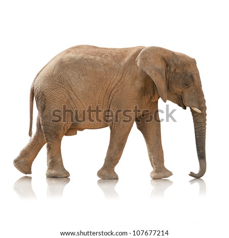 Portrait Of An Elephant Bull On White Background