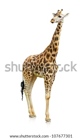 Portrait Of A Giraffe On White Background