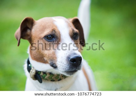 Jack Russell Terrier in the park