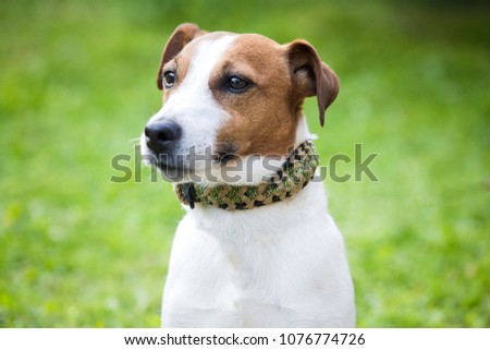 Jack Russell Terrier in the park