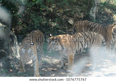 Tigers mingle with their partner