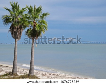 Sunshine Skyway Bridge crossing Tampa Bay in Florida with palm trees in the foreground, Florida, USA