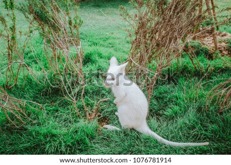 white kangaroo exotic pet
