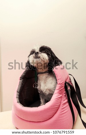 small dog in pink bag, close up