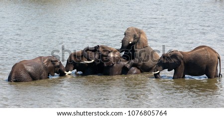 Young male elephants playing in a pool in Sabi Sands Game Reserve, South Africa