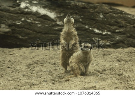 watchful meerkats standing