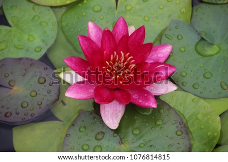 Pink Waterlily After Rain