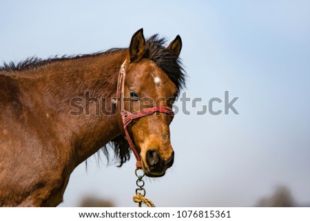 Brown horse with long mane profile portrait. Side view. Serbia Vojvodina, near Fruska Gora