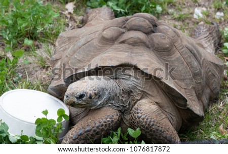 Young tortoise laying in a green grass