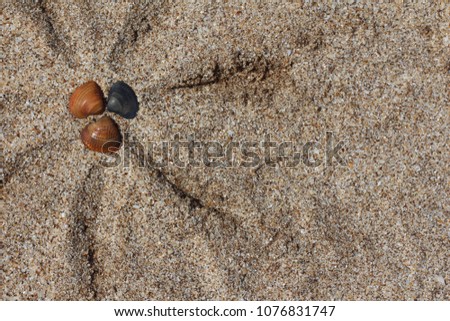 Seashells. Background with free place for your text. Summer, sand and coast.