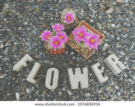 Word "flower" made with concrete letters and cactus over grit surface composition. Soft picture.