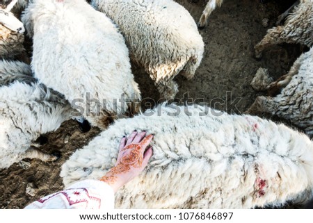 Woman touching the sheep wool