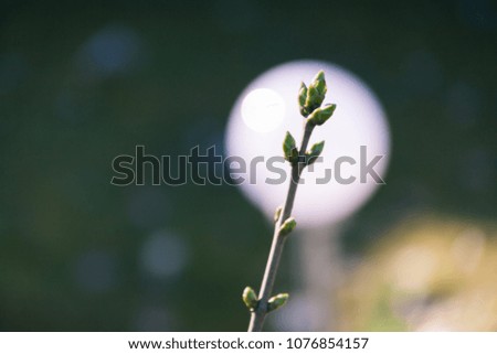 Buds in front of a white lamp Spring Branches Green Garden Life
