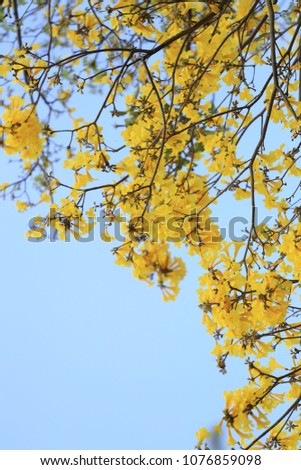 Yellow flowers bloom of yellow trumpet tree or Paraguayan trumpet tree in the tropics garden on blue sky background and have copy space.