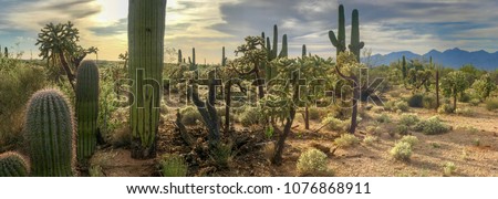 Panorama Desert Cactus - Saguaros and Cholla Cactus with a Mountain Background Of a Hazy Cloudy Sky. Royalty-Free Stock Photo #1076868911