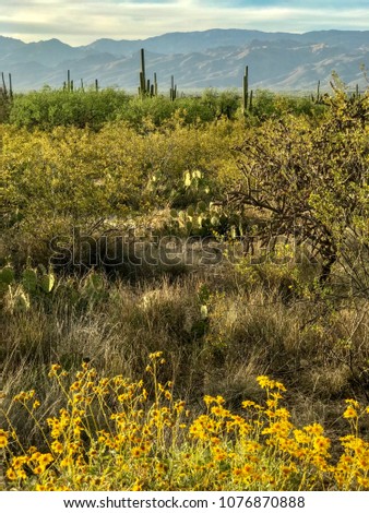 Saguaro National Park Desert Landscape