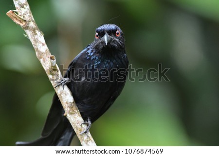 Black Magpie of borneo | Platysmurus leucopterus