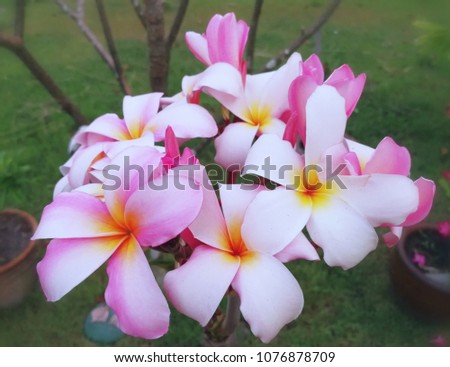 Plumeria , flowers nature background. Pink plumeria on the plumeria tree, frangipani tropical flowers with blurry background:select focus with shallow depth of field:ideal use for background.


