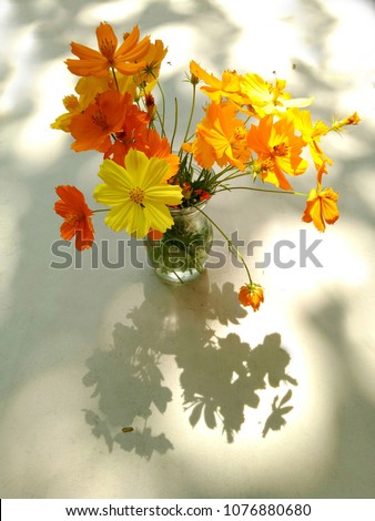 Top view : Light and shadow of orange and yellow cosmos flower in the glass vase on the white table with reflection 