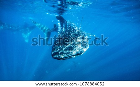 whale shark at Cebu 