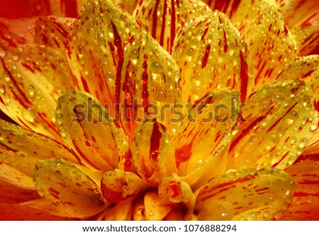 Beautiful flower  Dahlia close-up, for decoration indoor, pictures and postcards