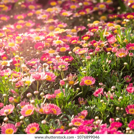 Small pink daisy flowers on the ground with warm soft light 