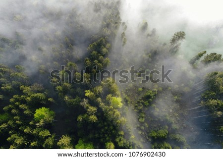 Aerial view Fog clouds pulling on a spring morning in Switzerland through the forest