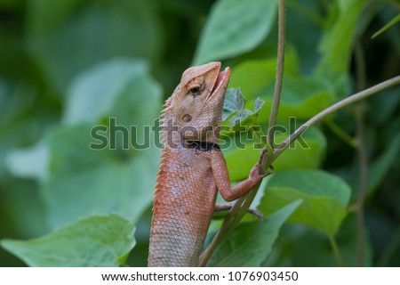 Closeup Orange Lizard in nature Thailand