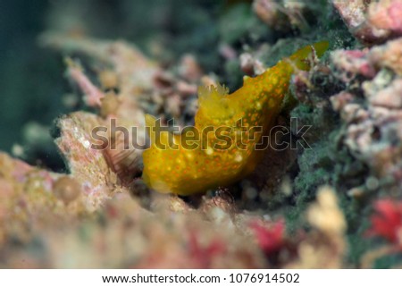 Orange Sea slug (Gymnodoris Sp). Picture was taken in the Banda sea, Ambon, West Papua, Indonesia
