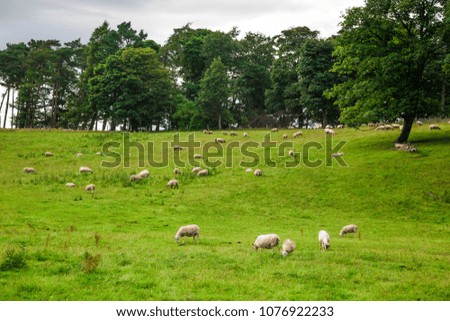 Sheep graze in a field 