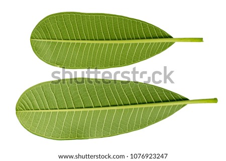 Close up of Plumeria or Frangipani (tropical flowers, Hawaiian Lei Flower)   Collection of green leaves isolated on white background with clipping path. Plumeria flower blooming and green leaf, Spa.