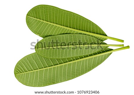 Close up of Plumeria or Frangipani (tropical flowers, Hawaiian Lei Flower)   Collection of green leaves isolated on white background with clipping path. Plumeria flower blooming and green leaf, Spa.