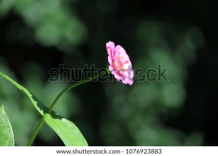 Blooming zinnia blossom flower in delicate pink and yellow growing wild in green garden.