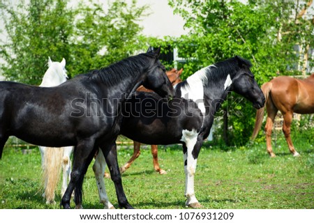 horse with long mane on pasture against beautiful blue sky
