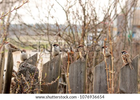 Group of pretty grey sparrows sitting on wooden fence in a rural garden. Spring time