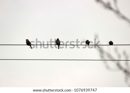 Silhuetts of birds sitting on cords in the cloudy grey sky. Monochrome colors. Minimalism. Concept for card or interior picture, modern simple style, nature theme