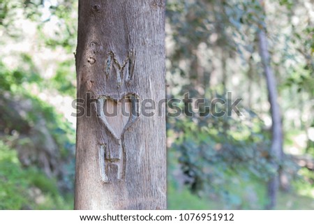 Heart carved on a Tree in the forest love symbol Valentine day daylight photography dof 