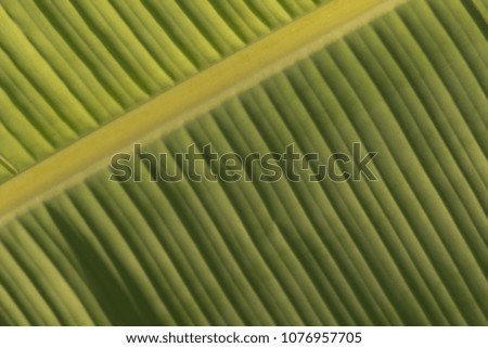 close up banana leaf