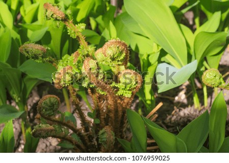 The sprouting shoots of a fern. Stock photo