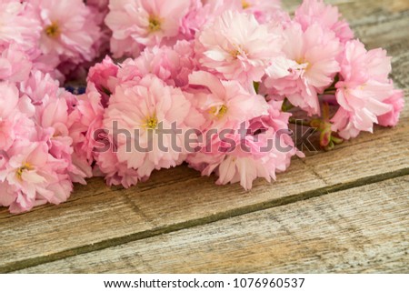 Red cherry blossom on white wood texture