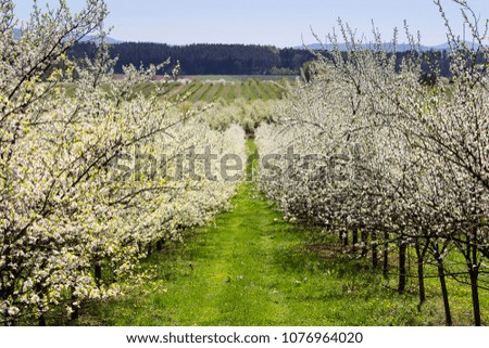 Cherry tree orchard with grass path and blue sky, Czech landscape