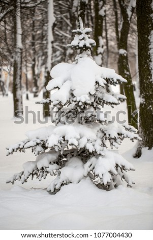 Fir-trees, under the snow in the winter in the park