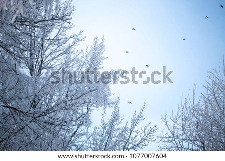 Snow-covered branches, birds in the blue sky